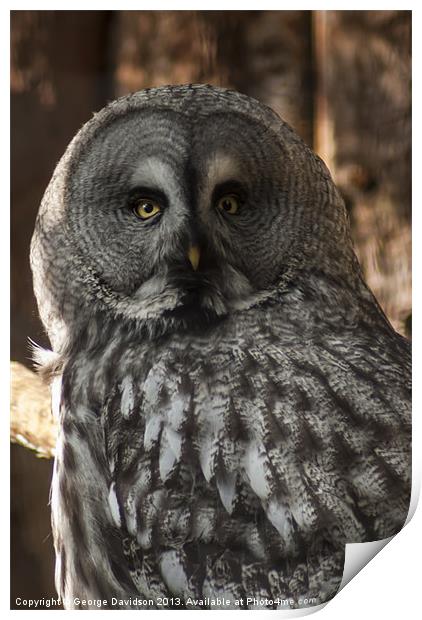 Great Grey Owl Print by George Davidson