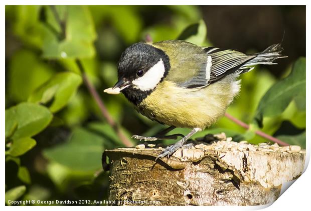 Great Tit & Seed Print by George Davidson