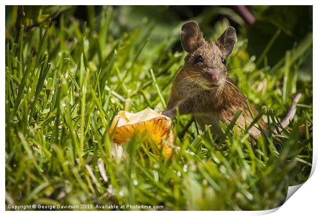 Field Mouse on Alert Print by George Davidson