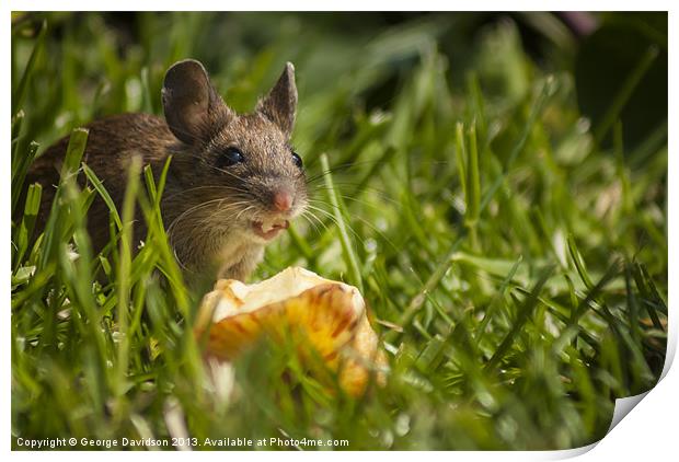 Field Mouse Eating an Apple Print by George Davidson
