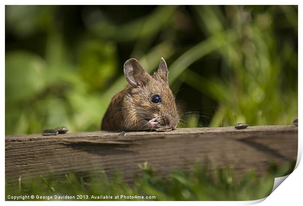 Field Mouse Eating Print by George Davidson