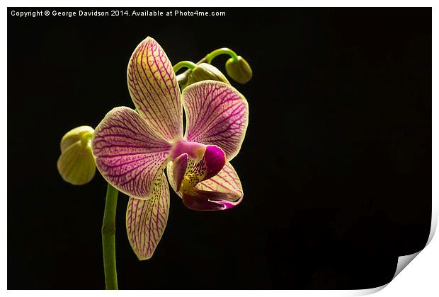 Orchid Print by George Davidson