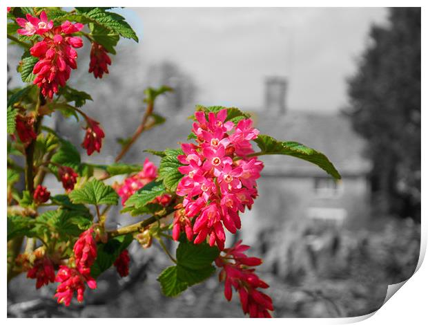 Spring Bloom Print by Grove Road Photography