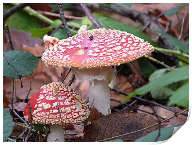 Toadstools in the woods Print by sharon bennett