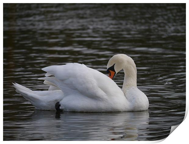 Swan preening Print by sharon bennett