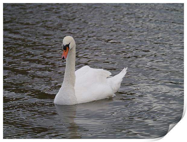 Swan swimming Print by sharon bennett