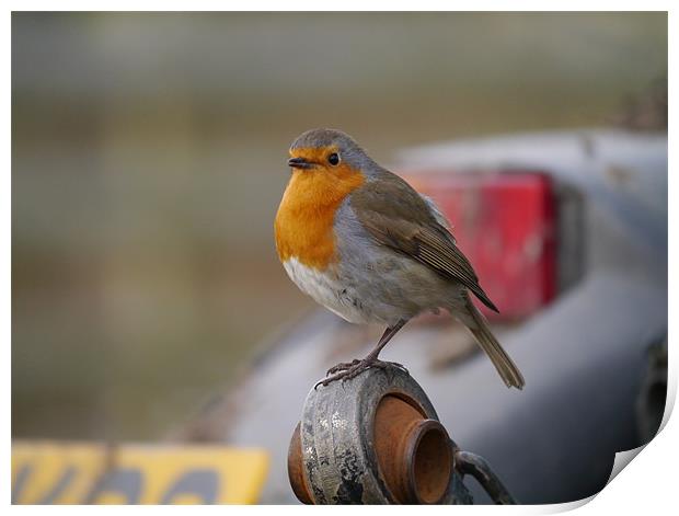 Robin on tractor Print by sharon bennett