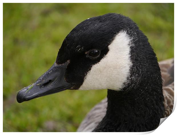 Canadian goose Print by sharon bennett