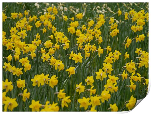 Field of Daffodils Print by sharon bennett