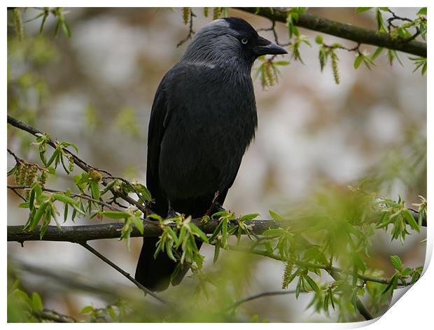 Jackdaw in a tree Print by sharon bennett