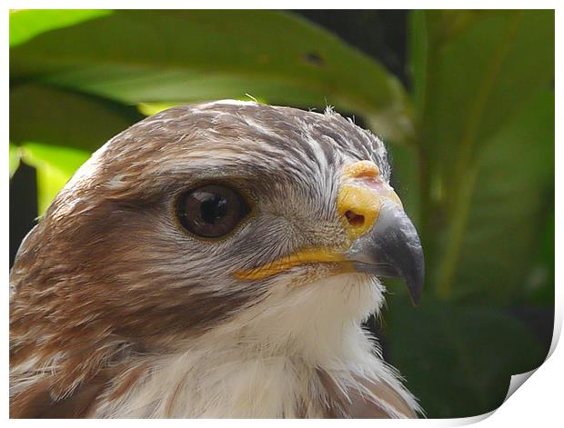 Common Buzzard Print by sharon bennett