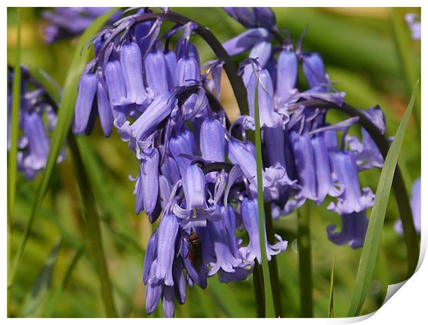 Bluebells Print by sharon bennett