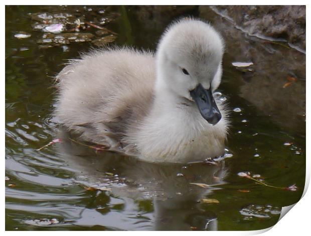 Not an ugly duckling! Print by sharon bennett