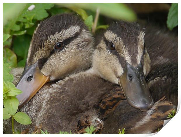 Twin Ducklings Print by sharon bennett