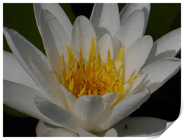 Water lily Print by sharon bennett