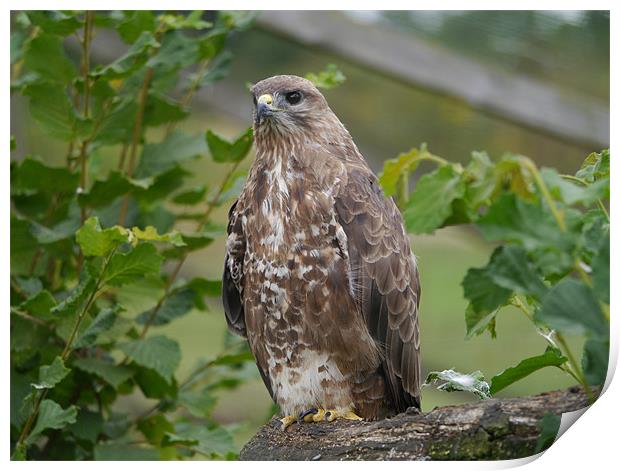 Buzzard Print by sharon bennett