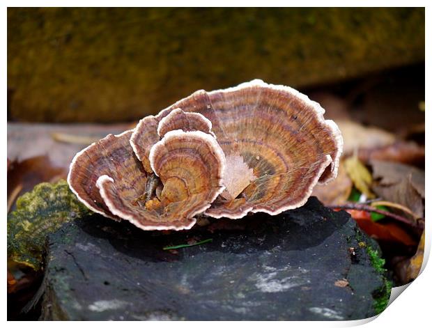 Fungi Print by sharon bennett