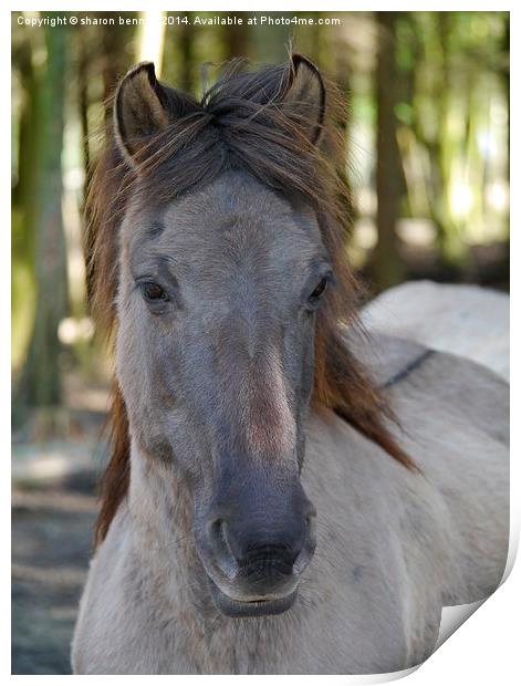 Wild Pony Print by sharon bennett