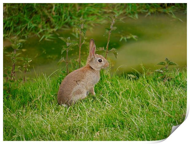 Young Wild Rabbit Print by sharon bennett