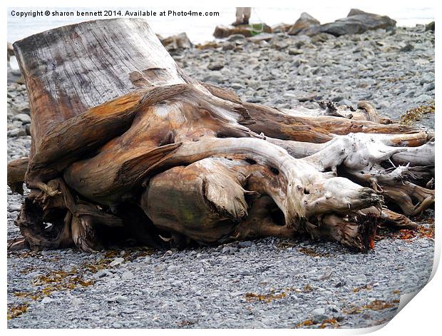  Driftwood Print by sharon bennett