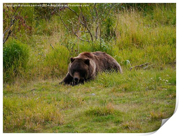  Hey Bear Print by sharon bennett