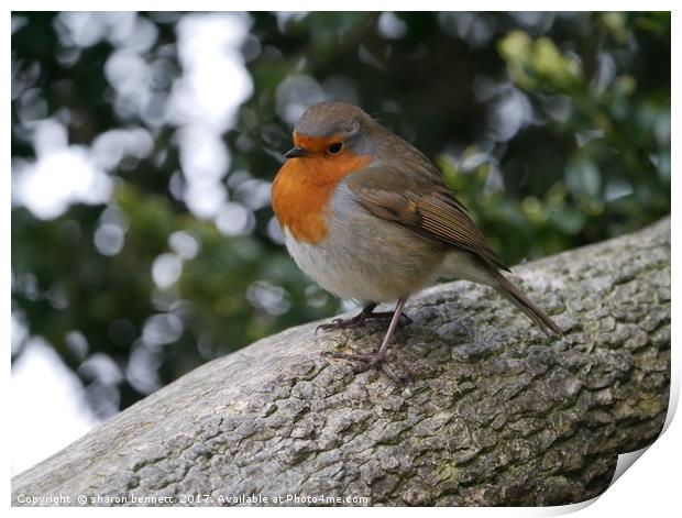 Robin In A Tree Print by sharon bennett