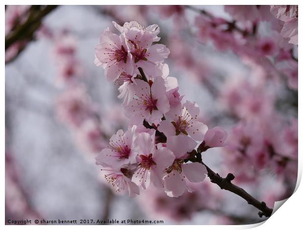 Cherry Blossom Print by sharon bennett