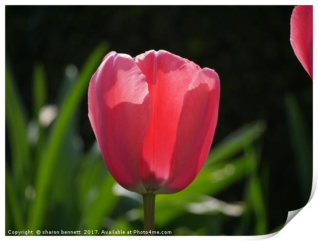 Tulip in the sun Print by sharon bennett
