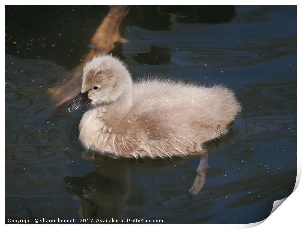 Black Swan Cygnet Print by sharon bennett