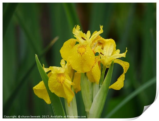 Dew Covered Iris Print by sharon bennett