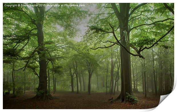  Rainy Day at Wendover Woods Print by David Haylor