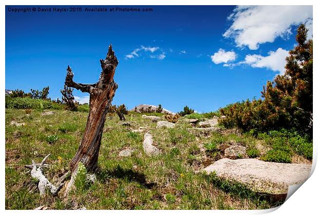  Twisted Pine, Rocky National Park Print by David Haylor
