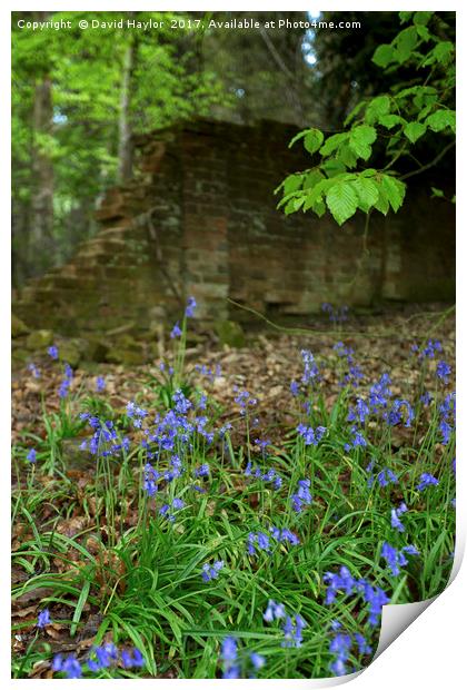 Bluebells on the edge of wood Print by David Haylor